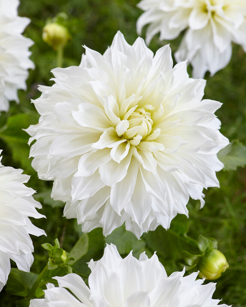 Dahlia Dekorativ Fleurel 1-pack